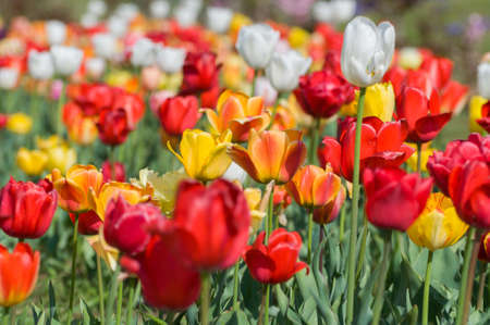 the tulip field in Kashmir, Indiaの写真素材