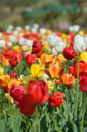 the tulip field in Kashmir, Indiaの写真素材