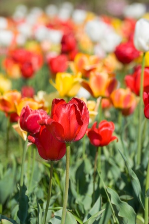 the tulip field in Kashmir, Indiaの写真素材