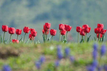 the tulip field in Kashmir, Indiaの写真素材