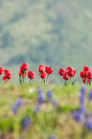 the tulip field in Kashmir, Indiaの写真素材