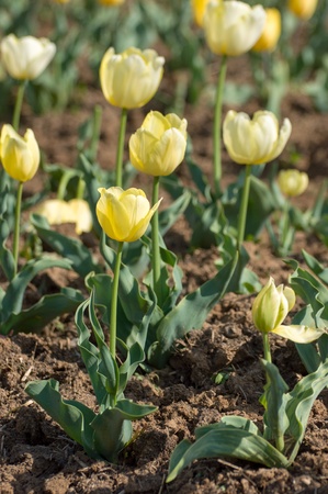 the tulip field in Kashmir, Indiaの写真素材