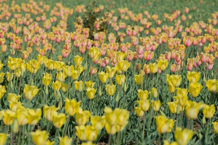 the tulip field in Kashmir, Indiaの写真素材