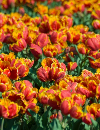 the tulip field in Kashmir, Indiaの写真素材