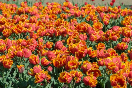 the tulip field in Kashmir, Indiaの写真素材