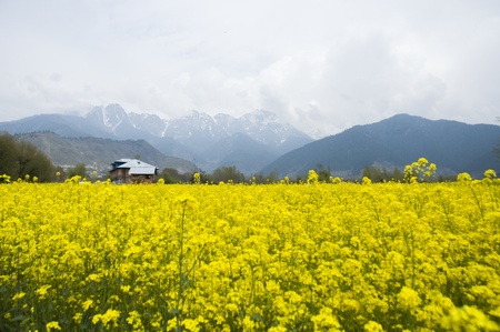 the mustard field in Kashmir, Indiaの写真素材