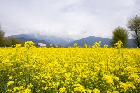 the mustard field in Kashmir, Indiaの写真素材
