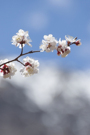 apricot flower in Lehの写真素材