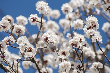 apricot flower in Lehの写真素材