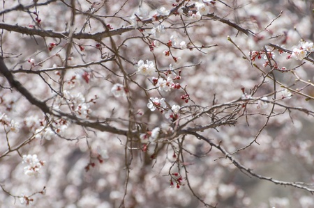 apricot flower in Lehの写真素材