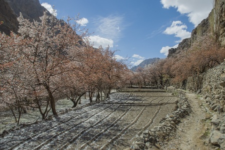 apricot flower and tomato field in Leh, Indiaの写真素材