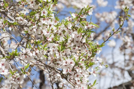 apricot flower in Lehの写真素材