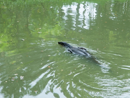 a monitor lizard in water at city parkの写真素材