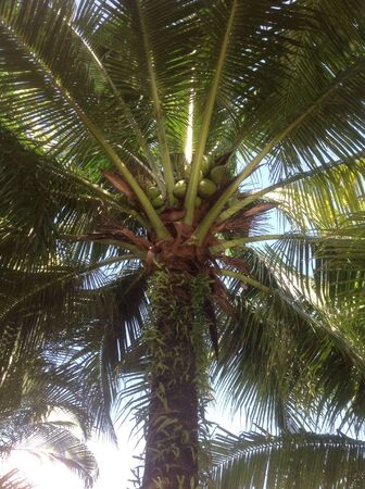 A coconut treeの素材