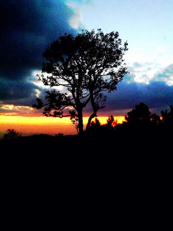 A tree in a sun set の素材
