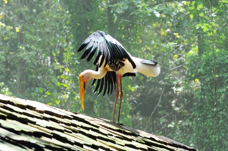 egret is in a zoo, Thailandの写真素材