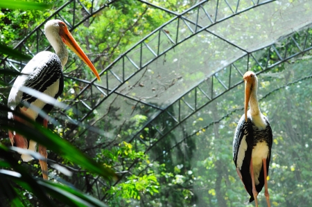 egret is in a zoo, Thailand