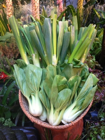 pasley and canton in a basketの写真素材
