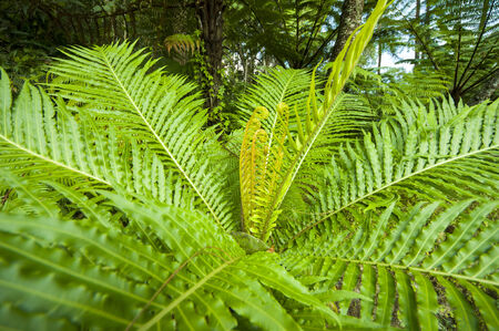 fern leaves in a parkの写真素材