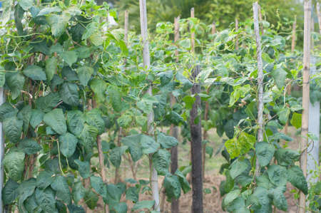 The pumkin trees in gardenの写真素材