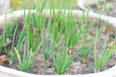 closed up parsley pot for kitchen gardenの写真素材