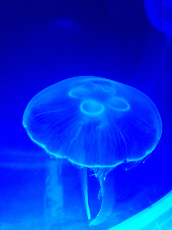 closed up the jellyfish in aquariumの写真素材