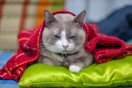 closed up the fat grey cat is sitting on a mattressの写真素材