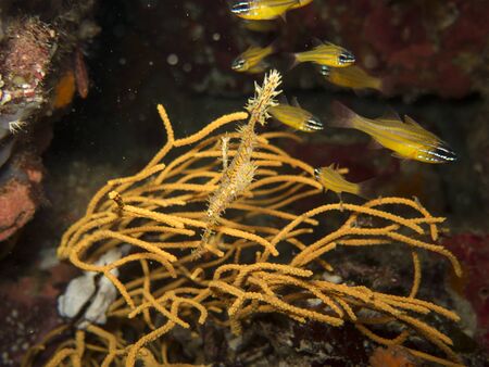 closed up ghost pipefish in south andaman, Thailandの写真素材