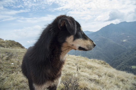 the dog in the way to poolhill , Nepalの写真素材