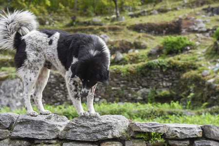 the dog in the way to poolhill , Nepalの写真素材