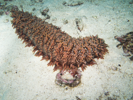 closed up the sea cucumber underwater in north Andaman, Thailandの写真素材