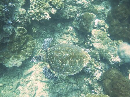 closed up the turtle in north andaman, Thailandの写真素材