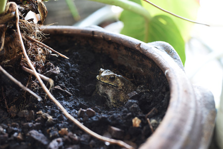 closed up the toad in a potの写真素材