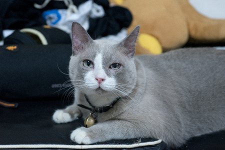 closed up the fatty grey cat is looking somethingの写真素材