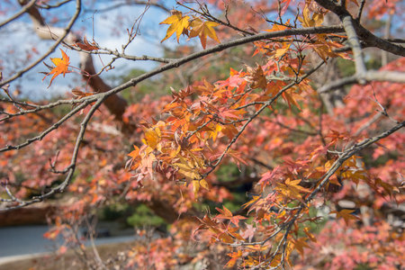 view of red maple leave in Japanの写真素材