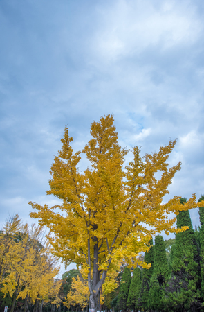 view of yellow ginkgo trees in a park, Japanの写真素材