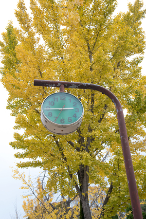 closed up the green clock with ginkgo trees in park, Japanの写真素材