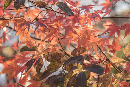 view of red maple leave in Japanの写真素材