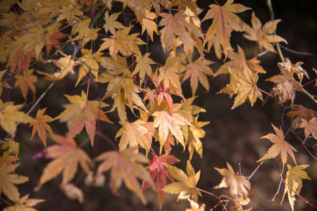 view of red maple leave in Japanの写真素材