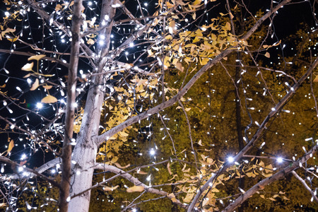 view of yellow ginkgo trees and light at night in Japanの写真素材