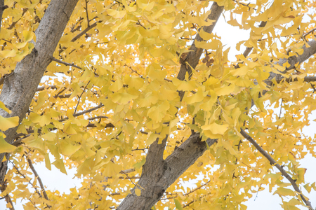 view of yellow ginkgo trees in a park, Japanの写真素材