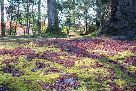 view of moss and maple on a ground in parkの写真素材