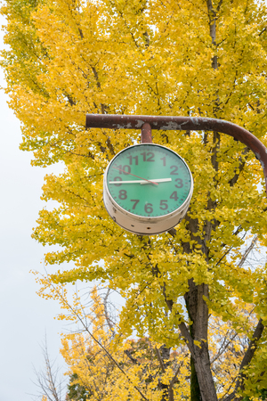 closed up the green clock with ginkgo trees in park, Japanの写真素材