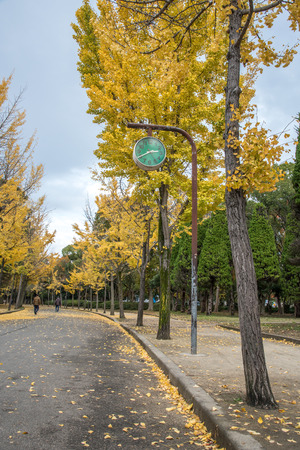 view of the park with yellow ginkgo in Japanの写真素材