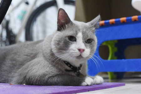 closed up the fatty grey cat is looking somethingの写真素材