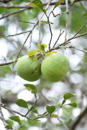 closed up the pomeloes in gardenの写真素材