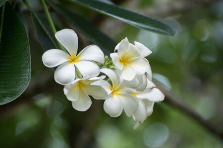 closed up the frangipani flowerの写真素材