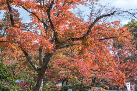 view of red maple leave in Japanの写真素材