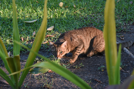 closed up the tabby cat in a parkの写真素材