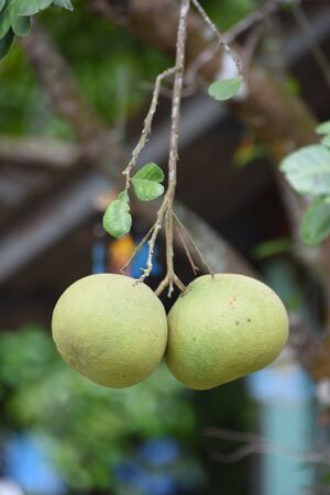 closed up the pomeloes in gardenの写真素材